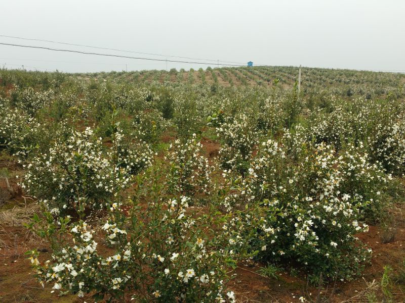 孟冬的油茶花，素裹群山嬌艷