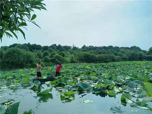 基地蓮花